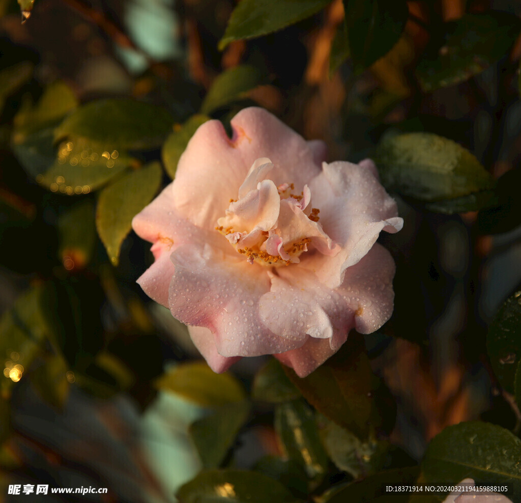 茶花