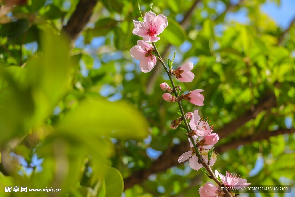 春日桃花