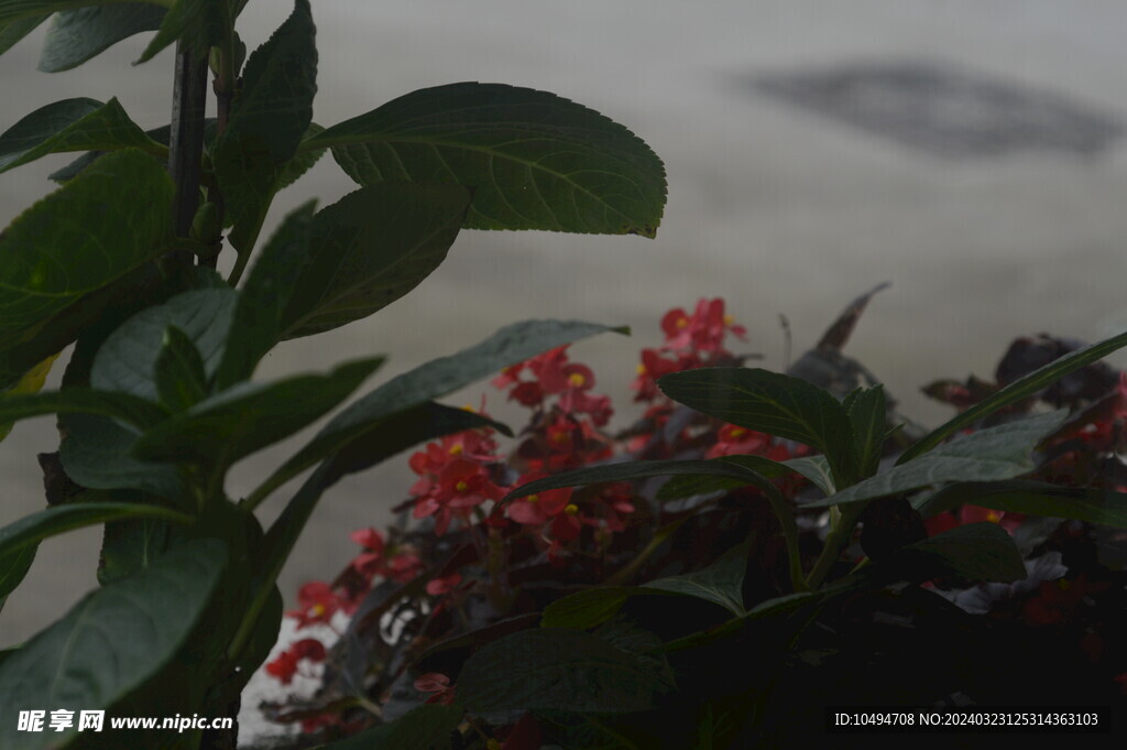 庭院花草