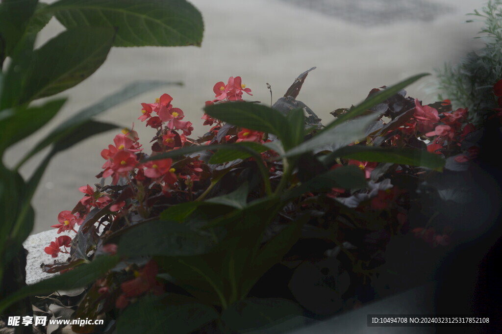 庭院花草
