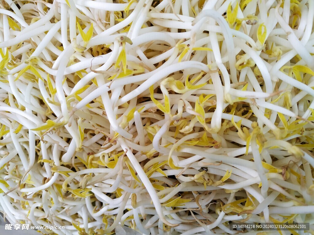 绿豆芽