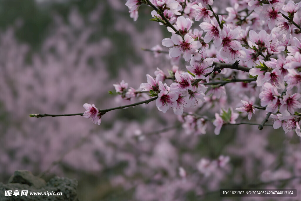 桃花盛开春意浓