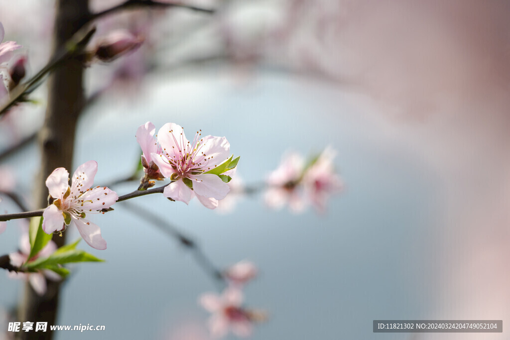 桃花盛开春意浓