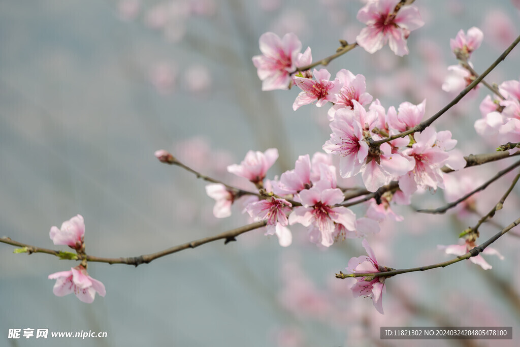 桃花盛开春意浓