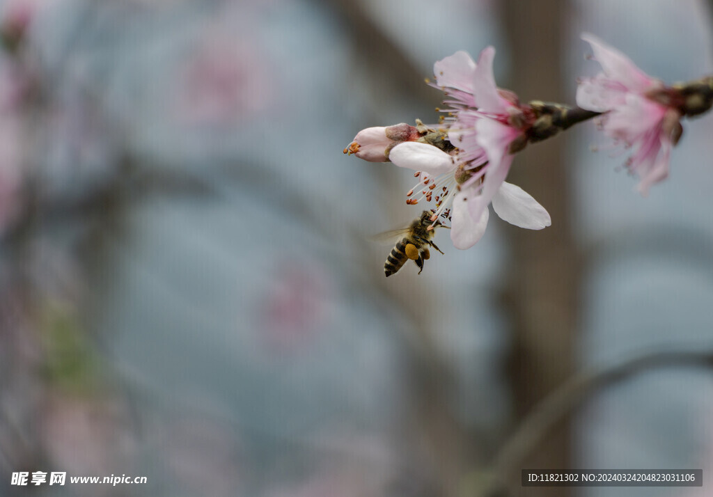 桃花盛开春意浓