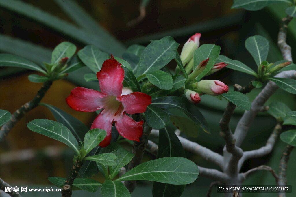 温室花草