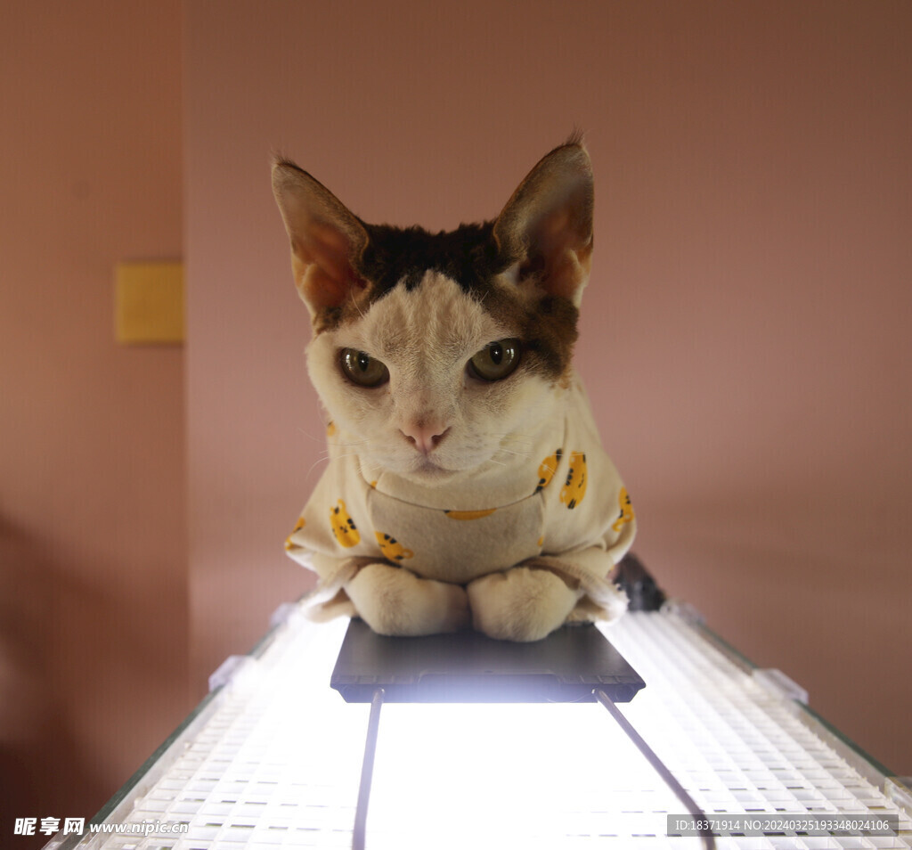 猫