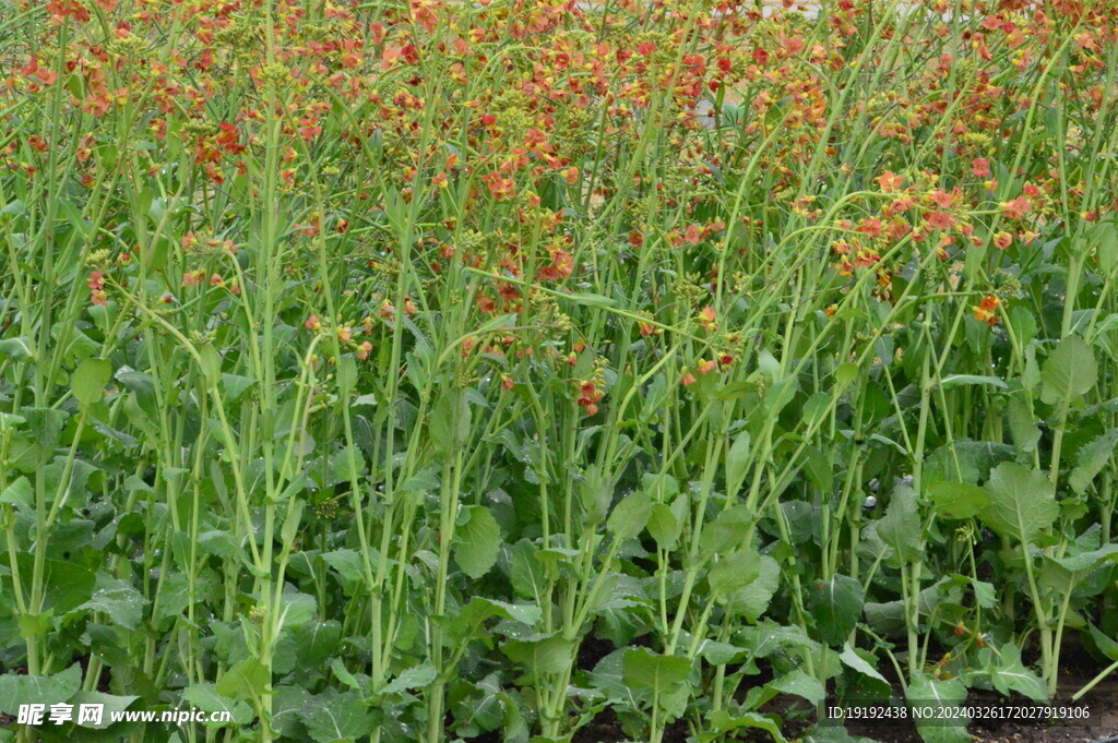油菜花 