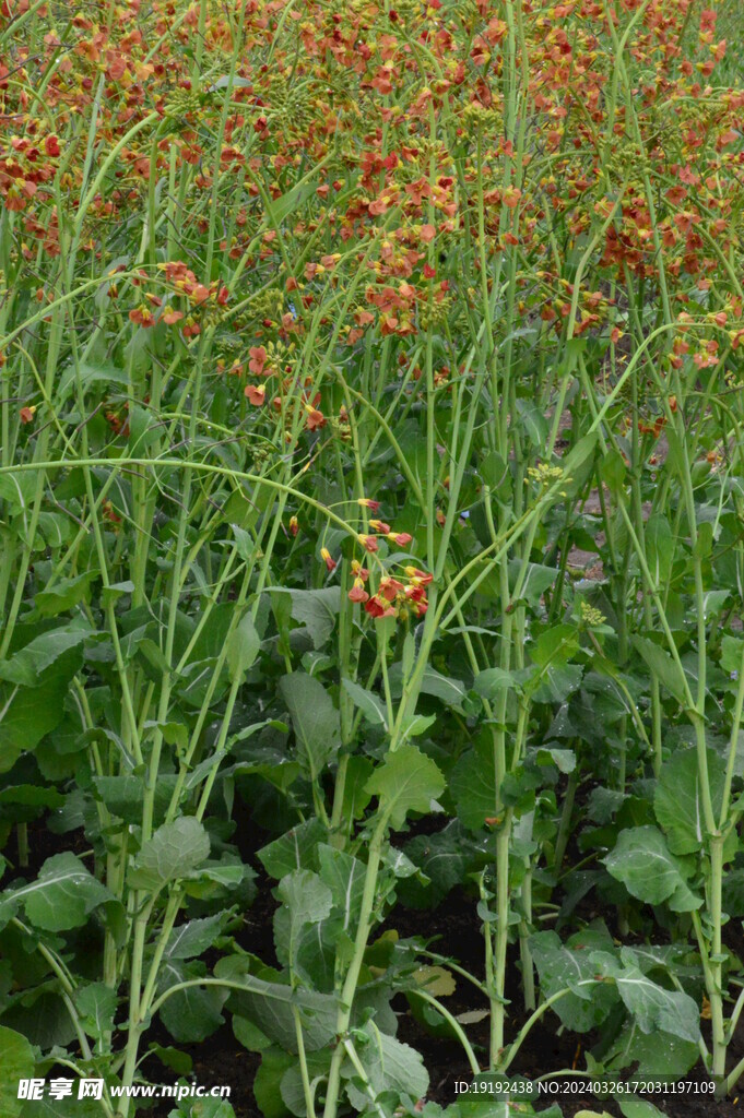 油菜花 