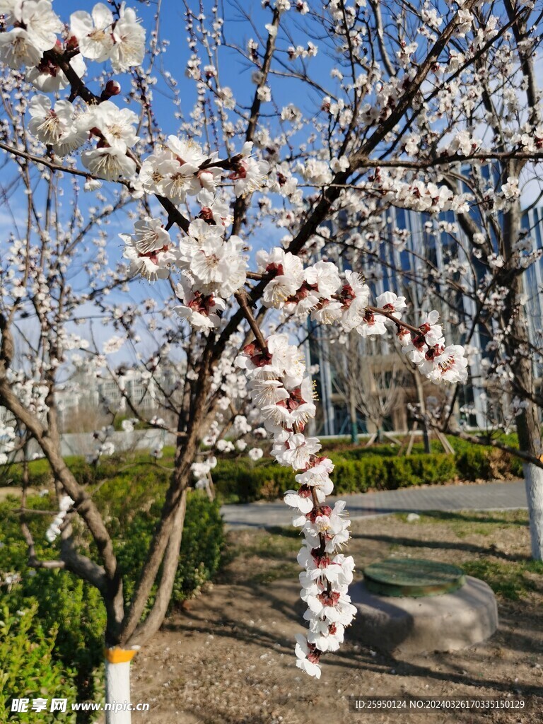 杏花 
