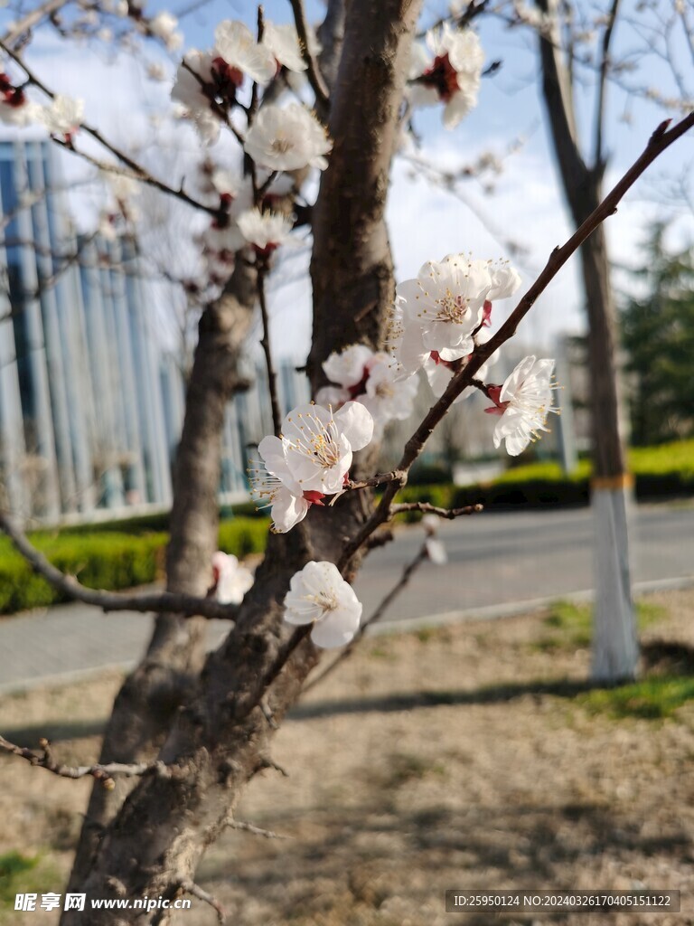 杏花