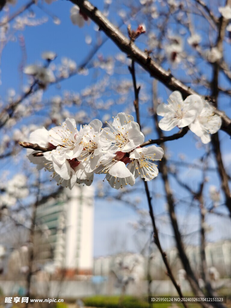 杏花