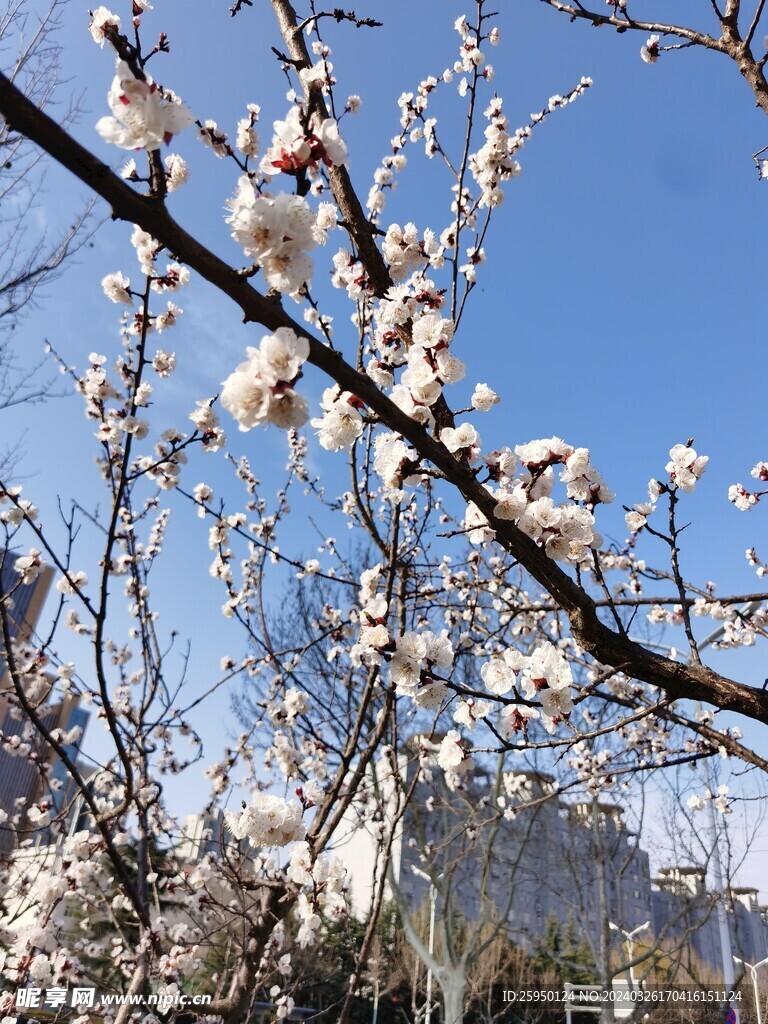 杏花 