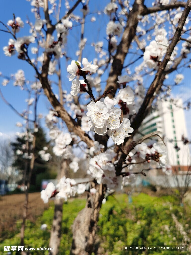 杏花