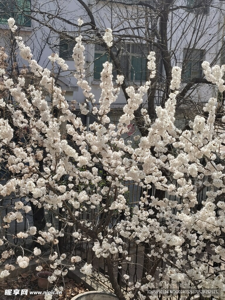 樱花树