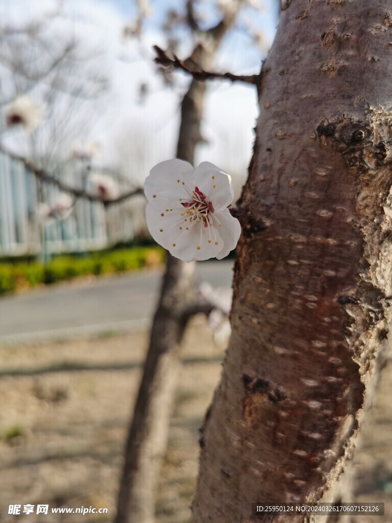 杏花
