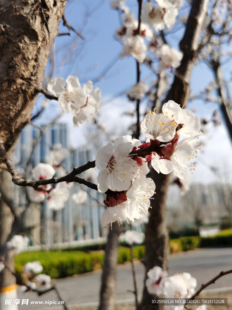 杏花