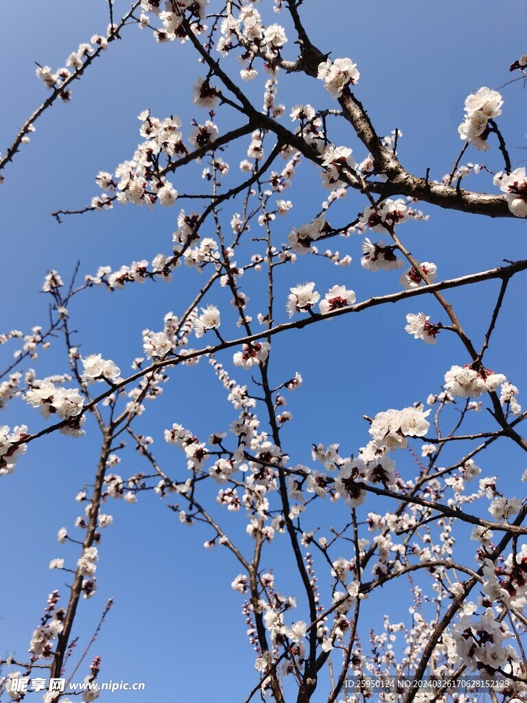 杏花