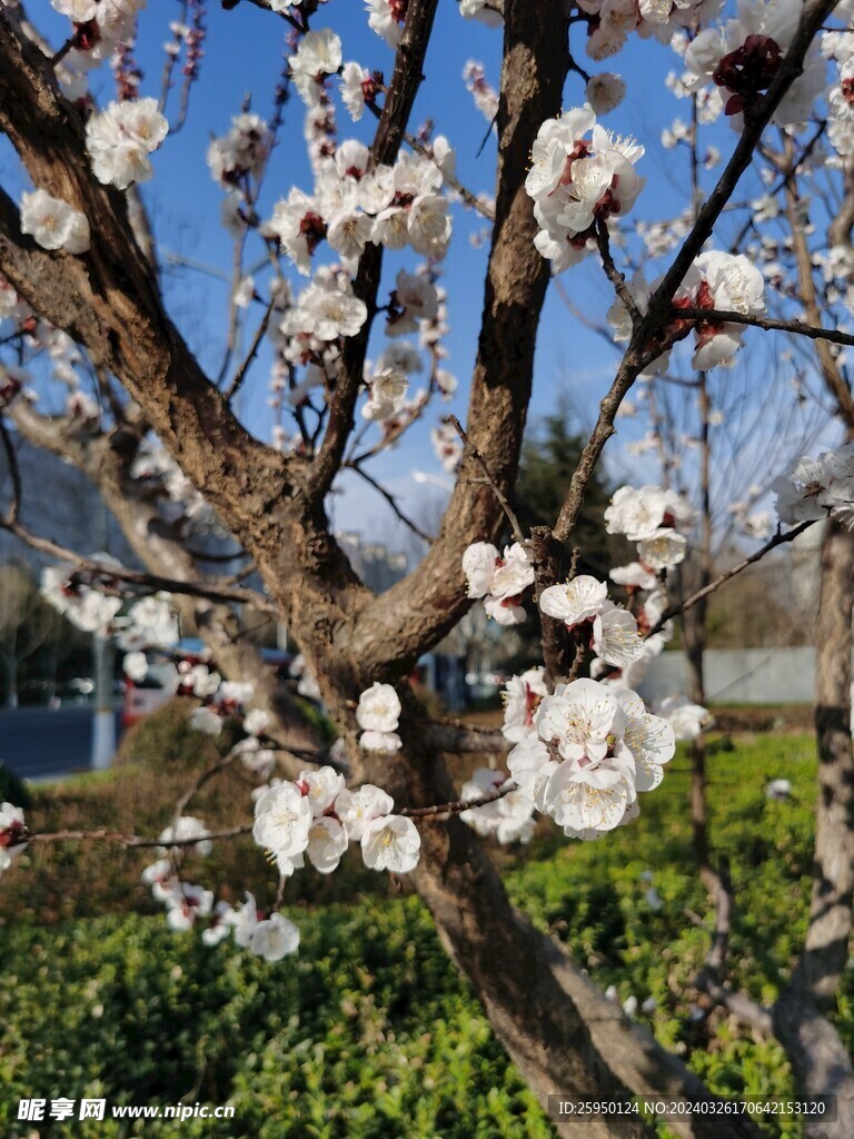 杏花