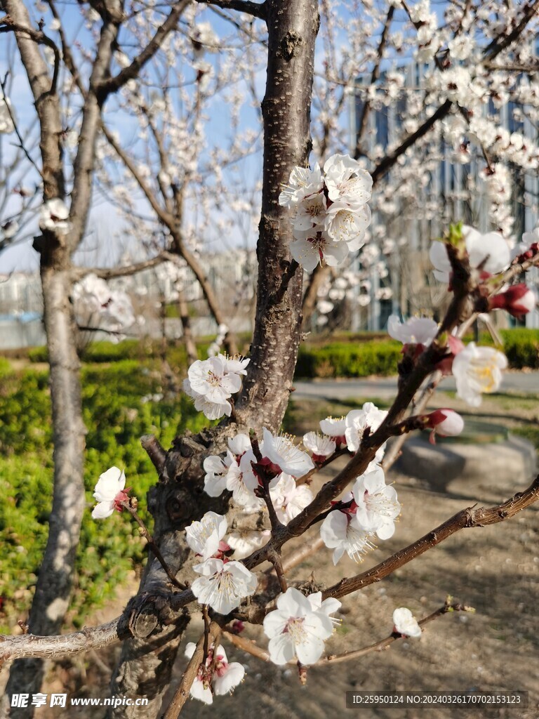 杏花