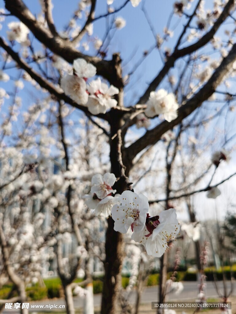杏花