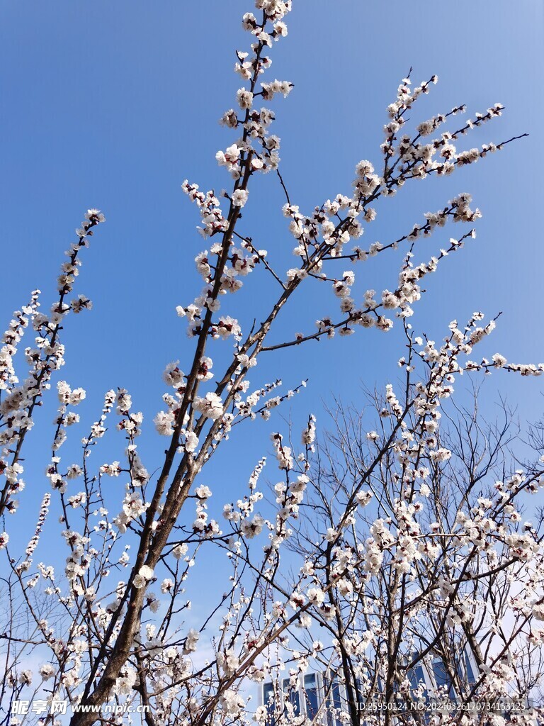 杏花