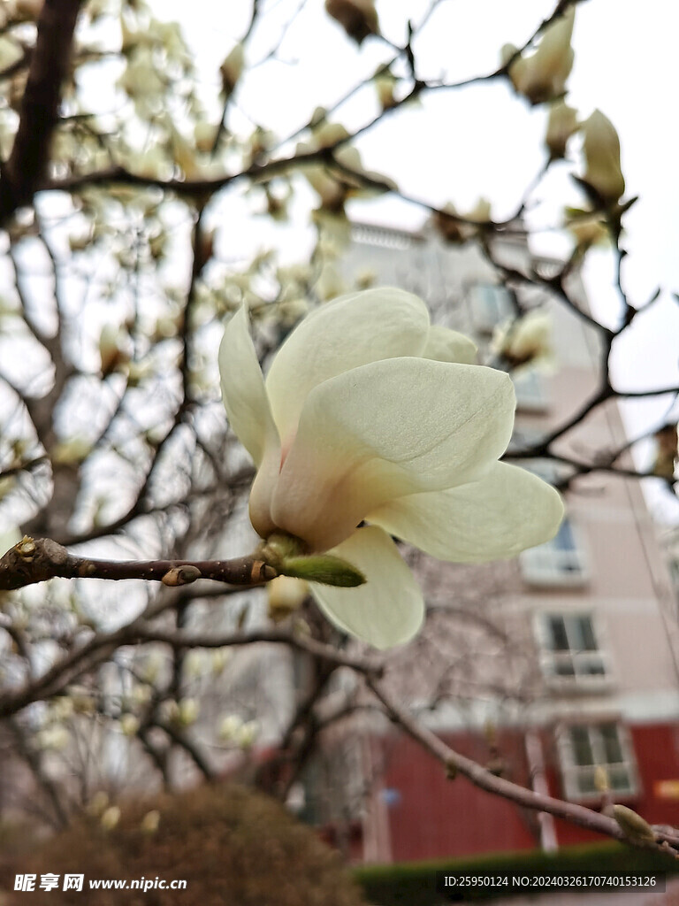 玉兰花 