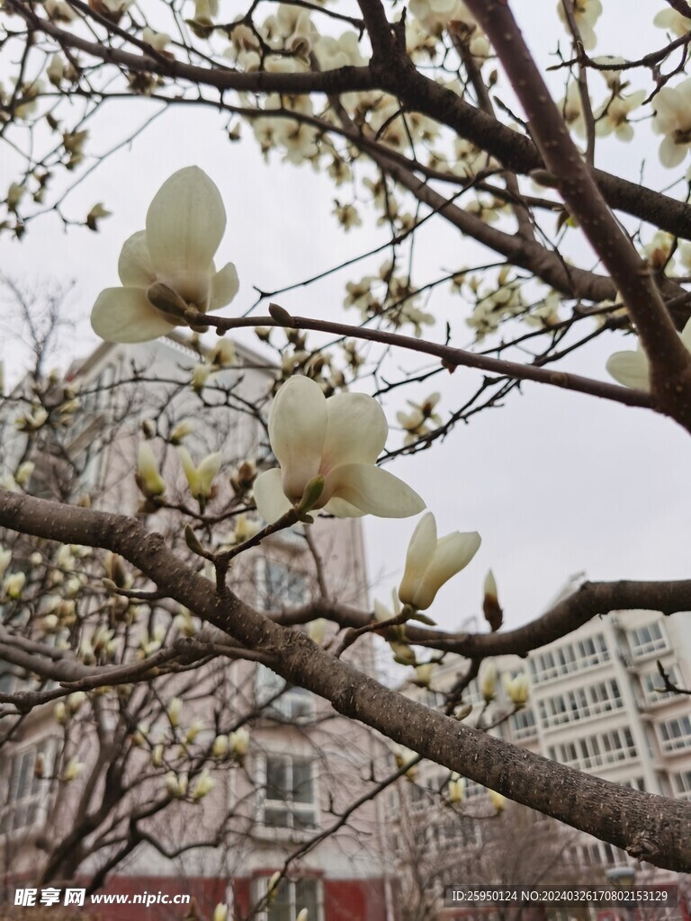 玉兰花