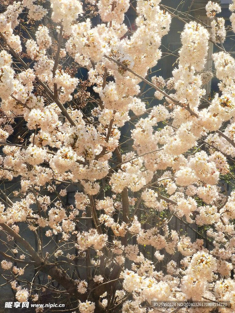 樱花树