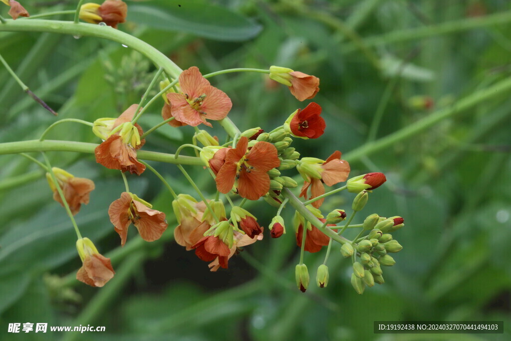 油菜花 