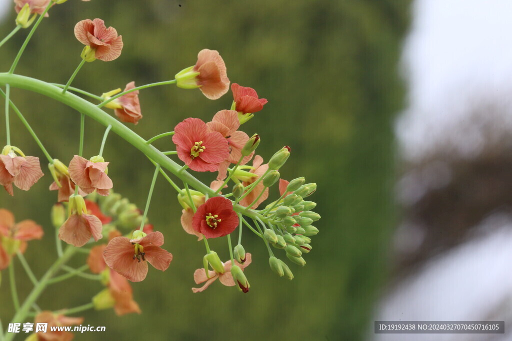 油菜花 