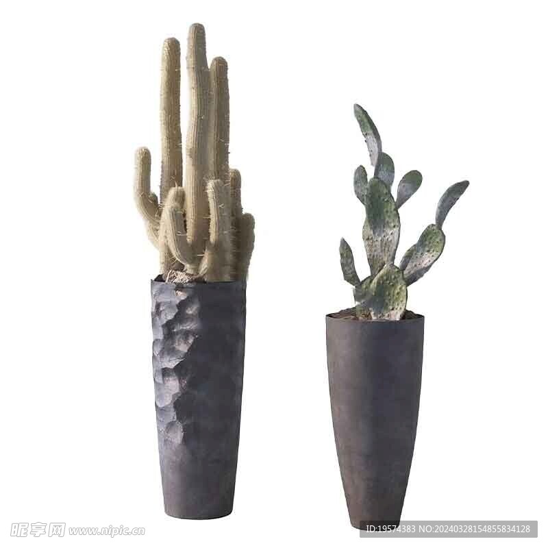 C4D模型 仙人掌