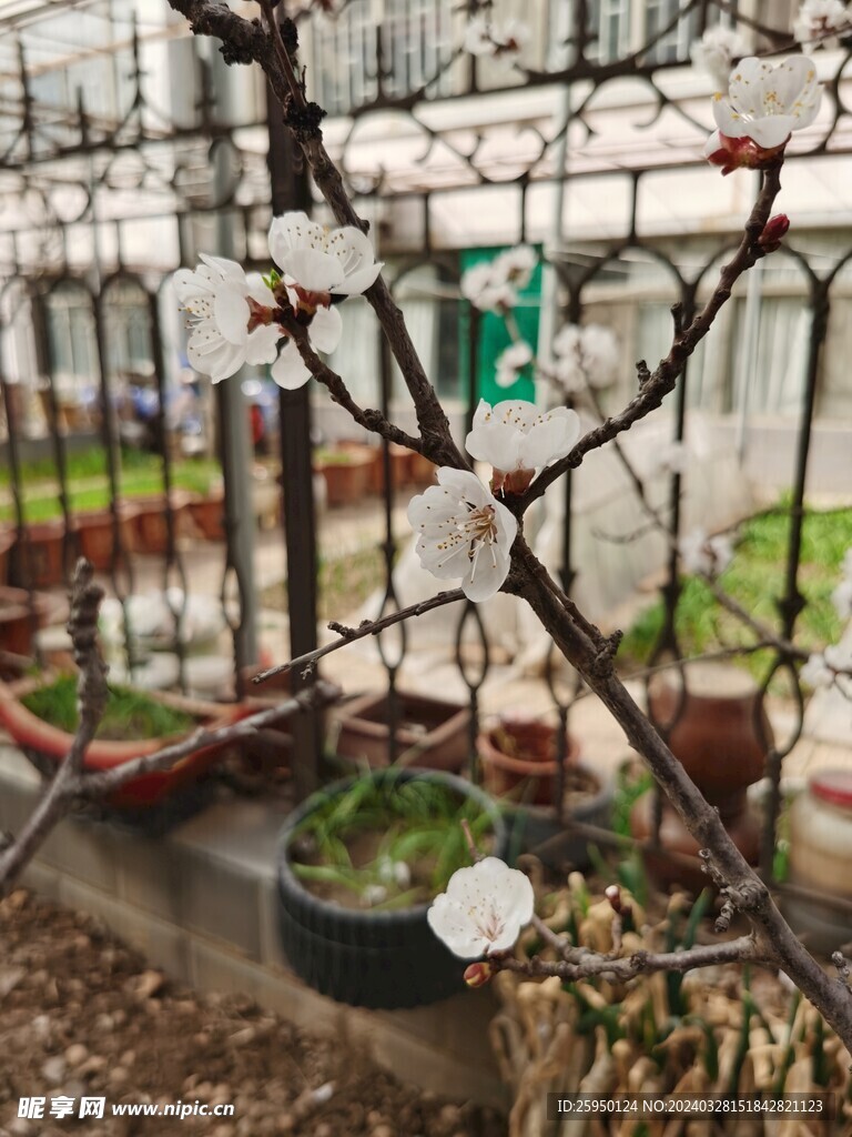 杏花