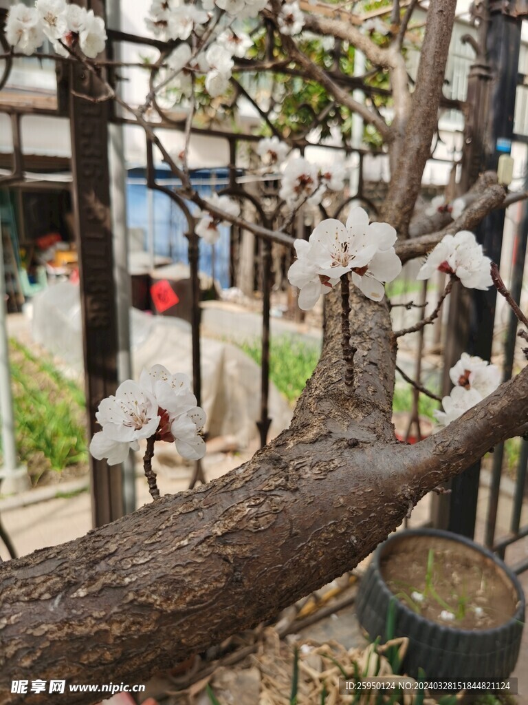 杏花