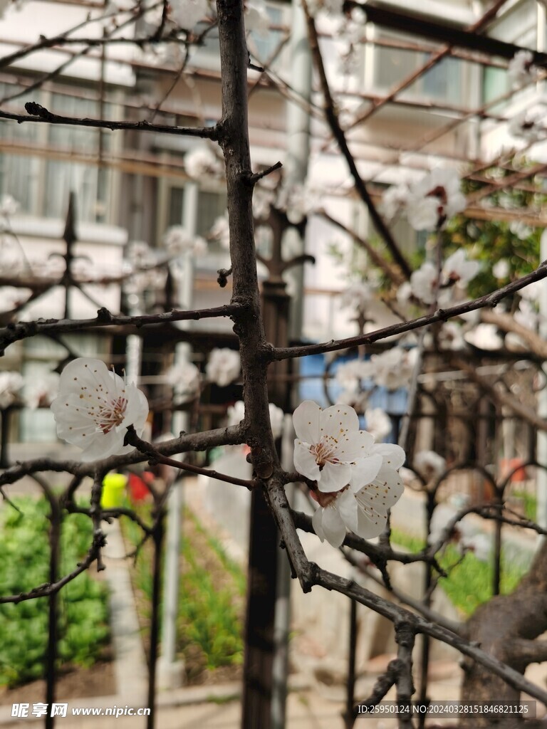 杏花