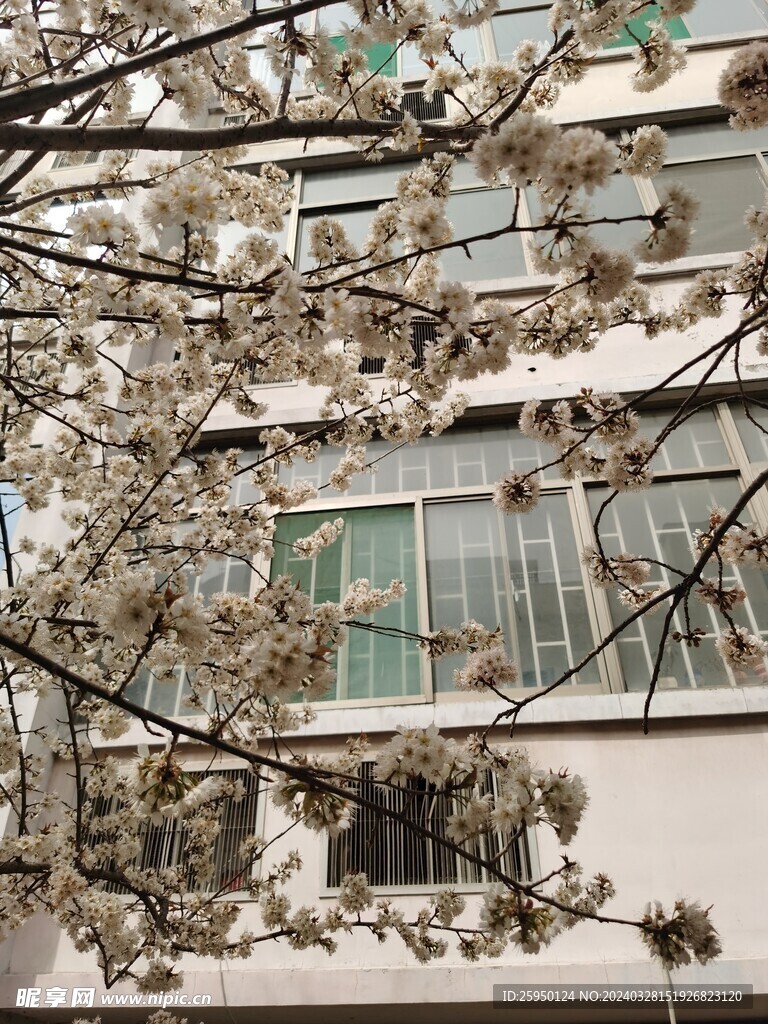 樱花树