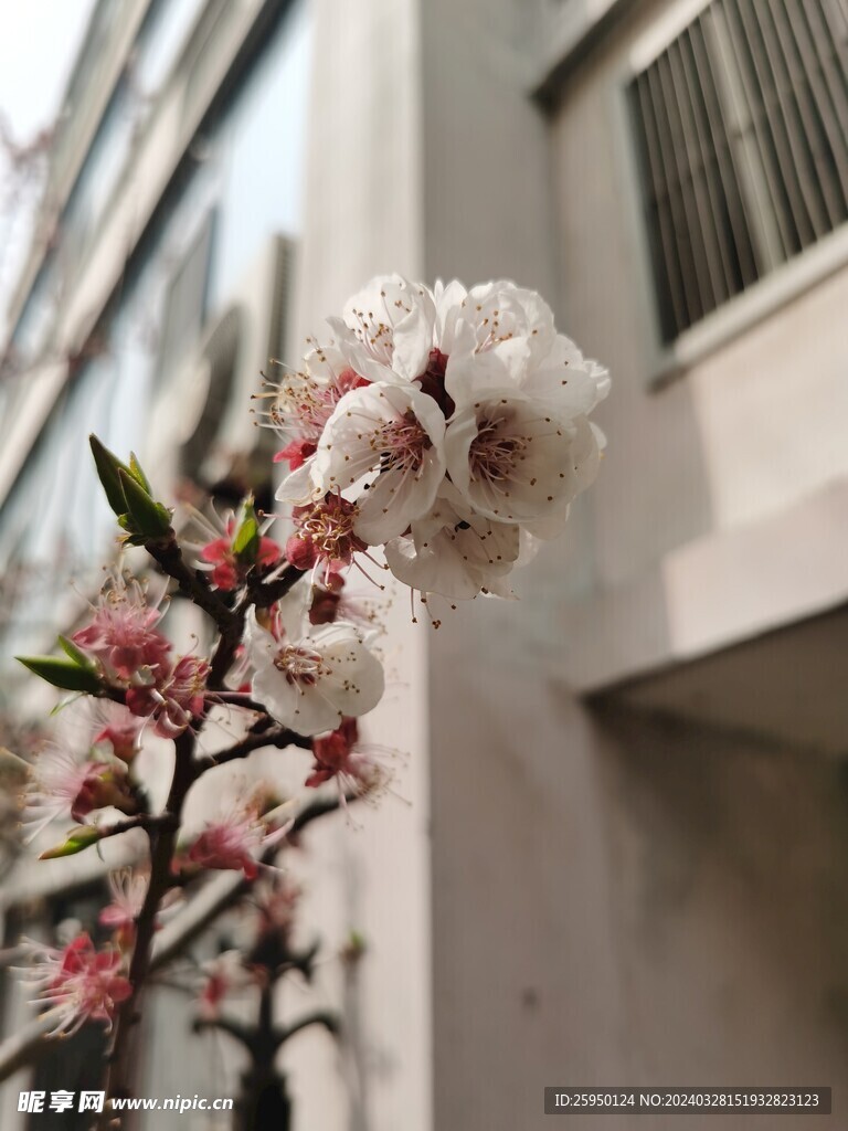 杏花