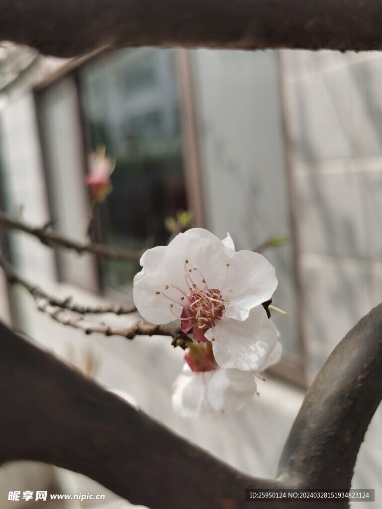 杏花