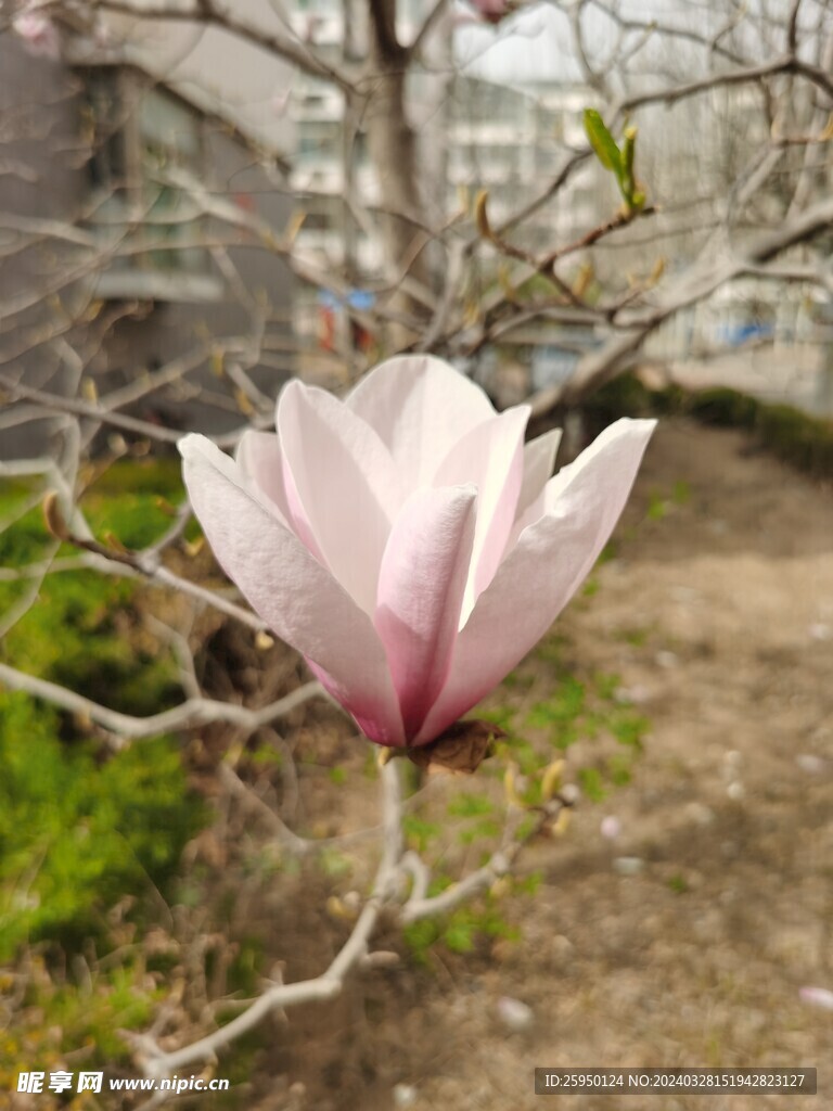 玉兰花