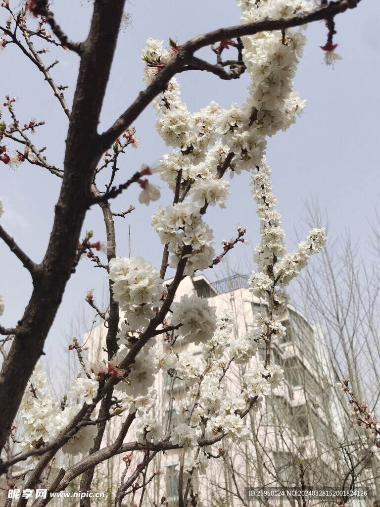 杏花