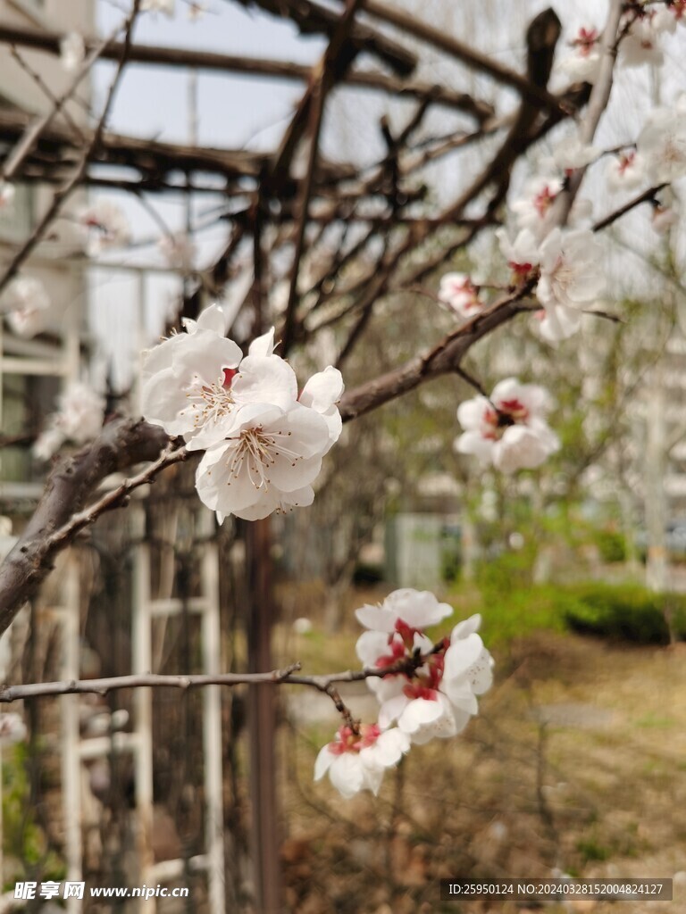杏花