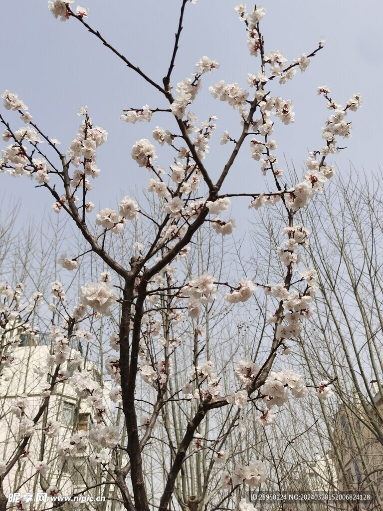 杏花