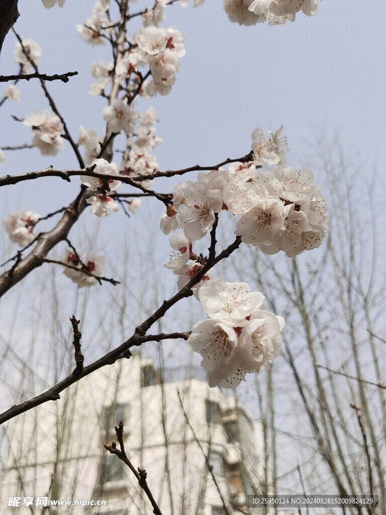 杏花