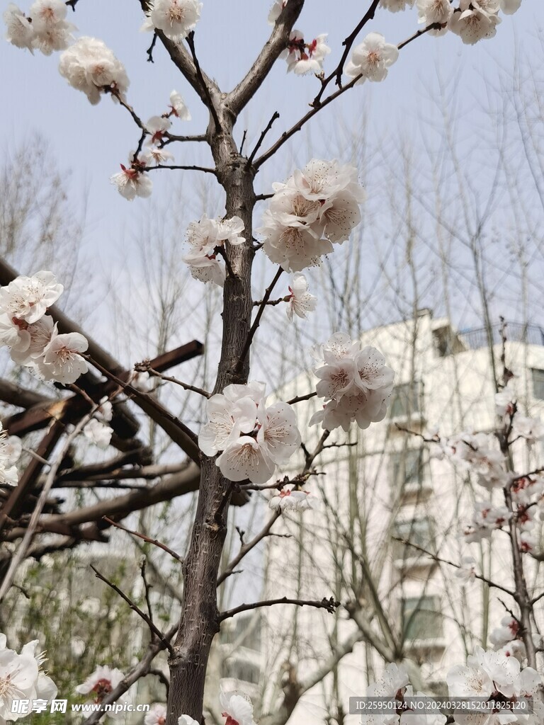 杏花