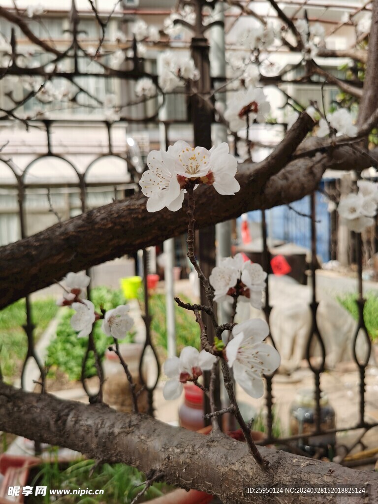 杏花