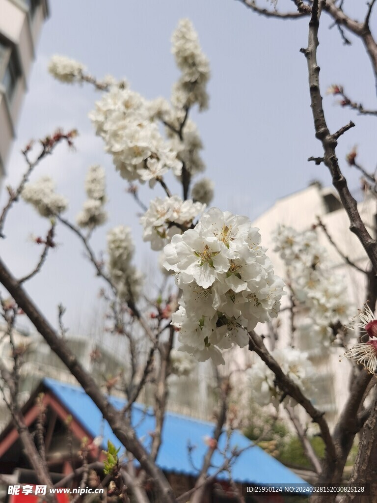 杏花
