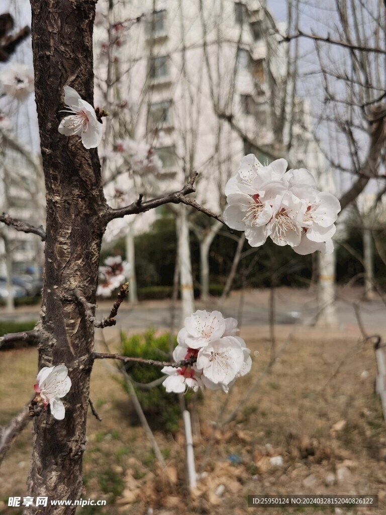 杏花