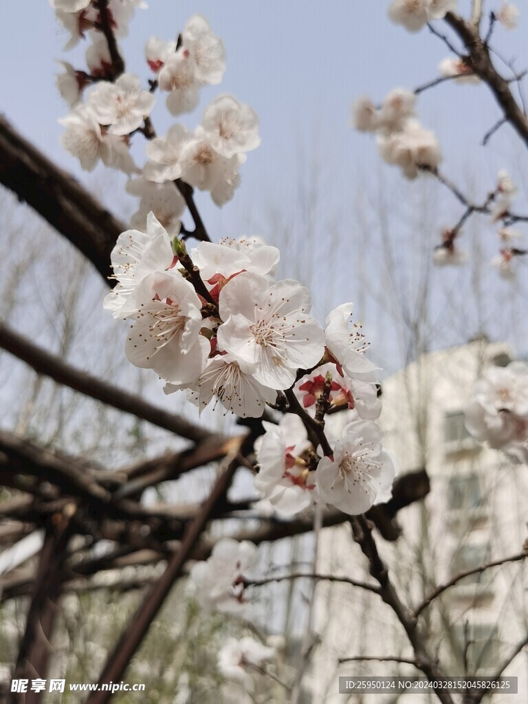 杏花 