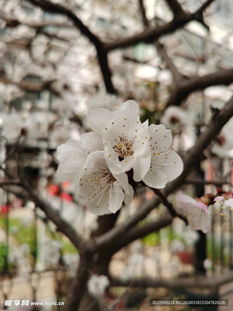 杏花 