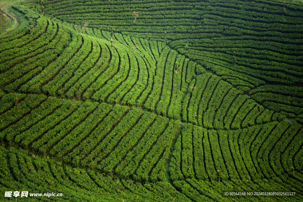 绿色茶园